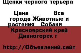 Щенки черного терьера › Цена ­ 35 000 - Все города Животные и растения » Собаки   . Красноярский край,Дивногорск г.